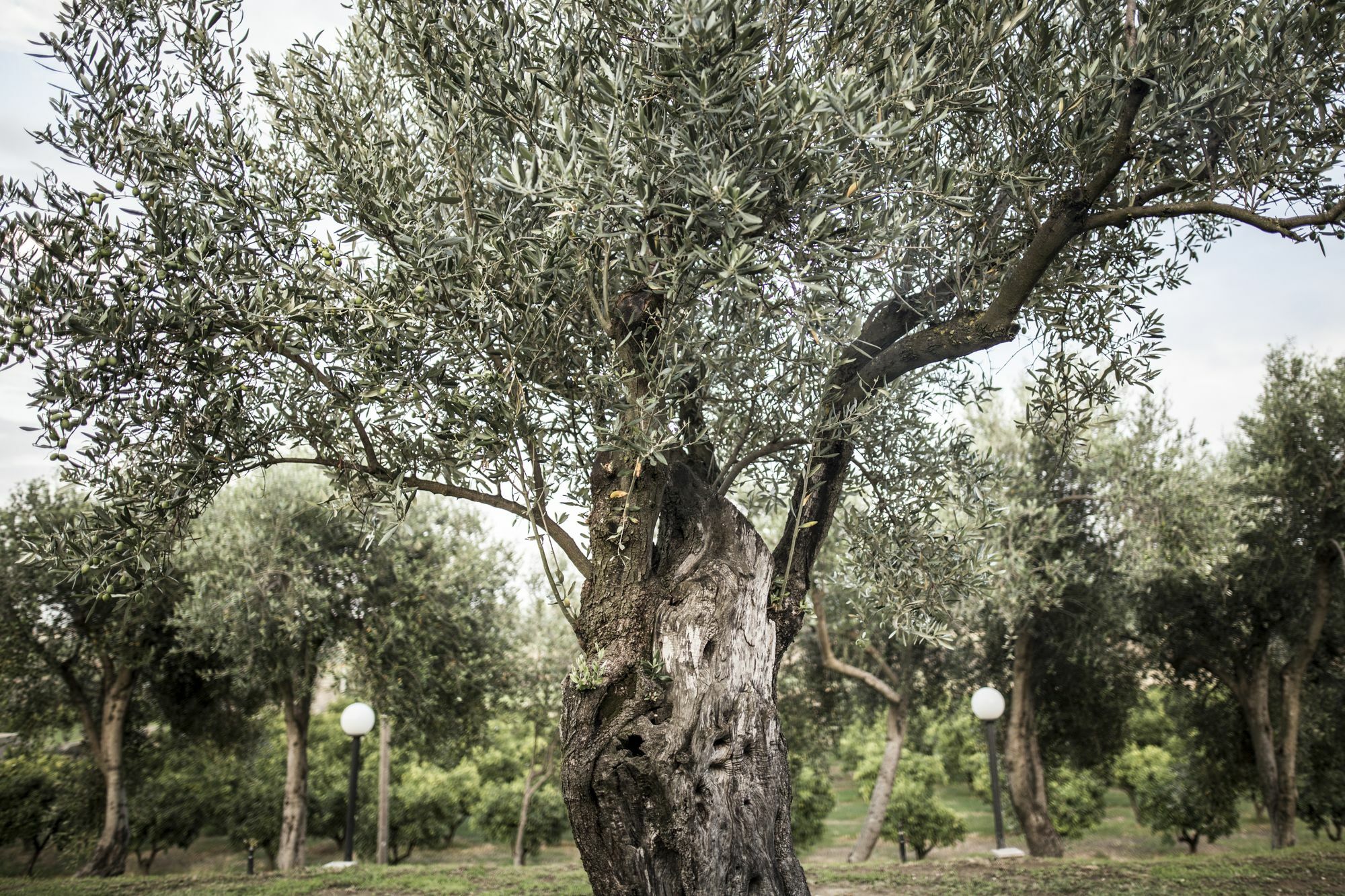 Agriturismo Il Giriatello Crotone Extérieur photo